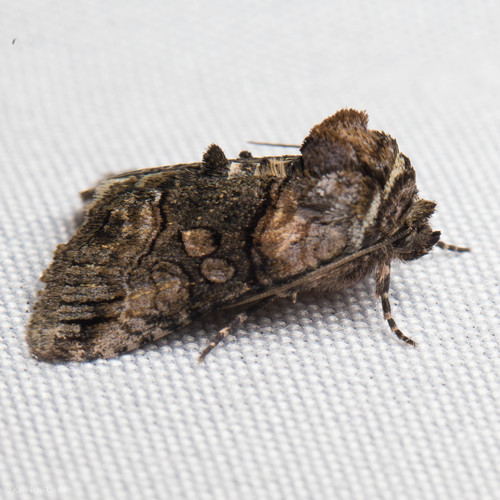 Minute Oval Abrostola photo 2