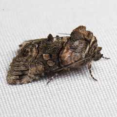 Abrostola microvalis