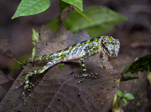 Fitch's Anole, Anolis fitchi