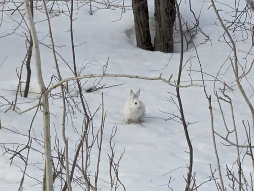 Snowshoe Hare photographed in Alaska