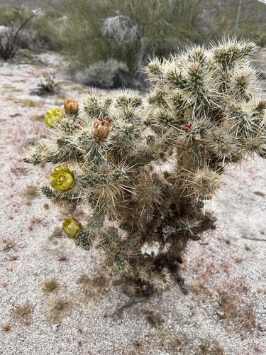 iNaturalist observation photo of Cylindropuntia ganderi ganderi
