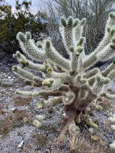 iNaturalist observation photo of Teddybear Cholla
