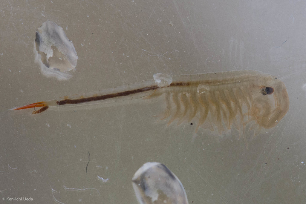 Great Plains fairy shrimp