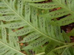 Woodwardia fimbriata image