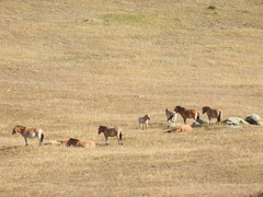 Equus ferus przewalskii