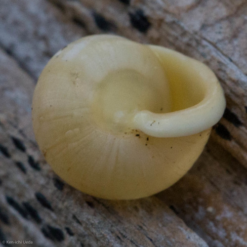 Globular Drop Snail
