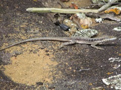 Tropidurus semitaeniatus