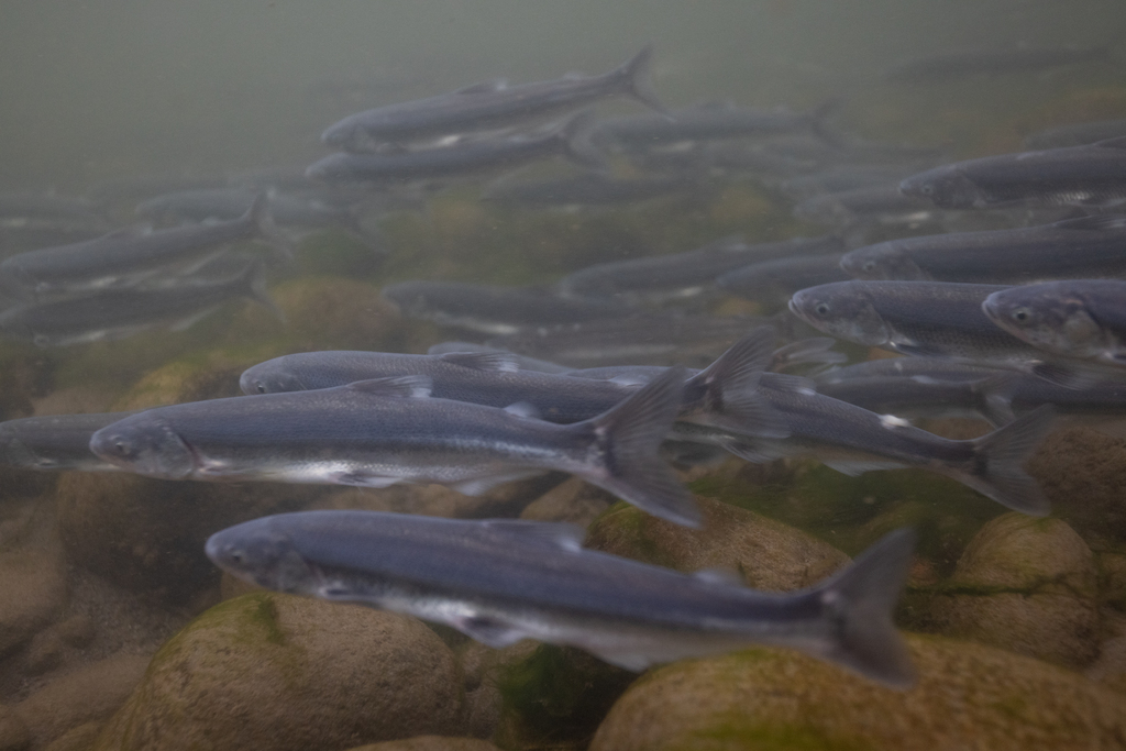 Candlefish (Thaleichthys pacificus) — Osmeridae