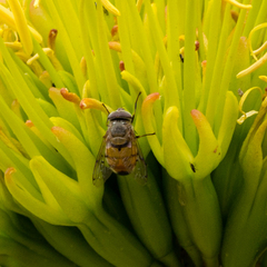 Copestylum haagii