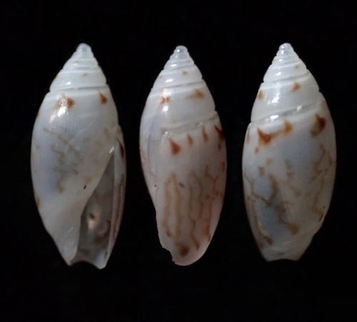 Olivella nivea observed 2023-04-02