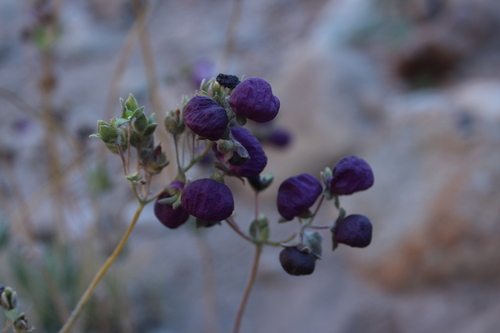 Image of Calceolaria arachnoidea by (c) Bárbara Salas Osorio, some rights reserved (CC BY)