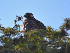 Geranoaetus polyosoma