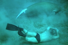 Dugong dugon