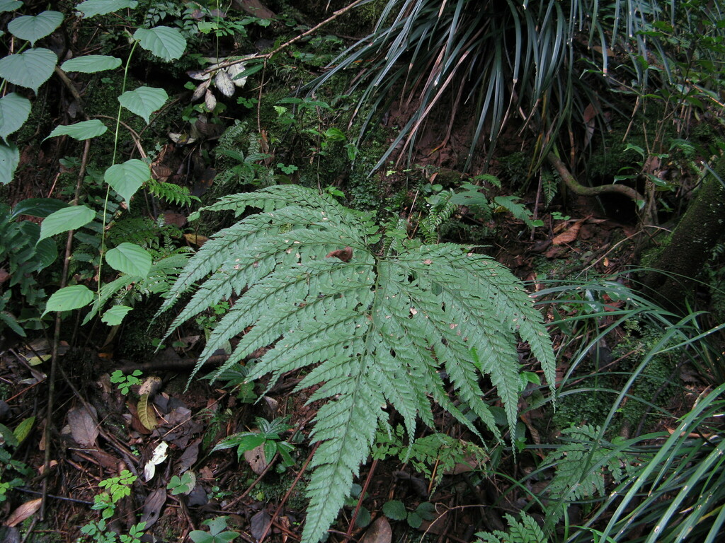 Arachniodes simulans (Arachniodes simulans)