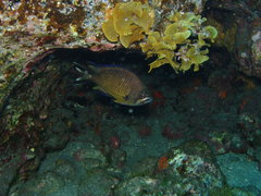 Chromis limbata