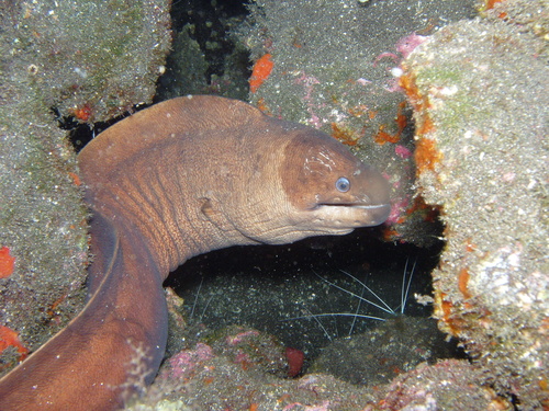 Brown Moray