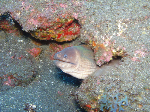 Brown moray (Gymnothorax unicolor) — Muraenidae — 3