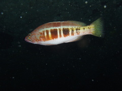 Serranus atricauda