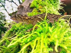 Ajija's Day Gecko photo 1