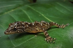 Ajija's Day Gecko photo 2
