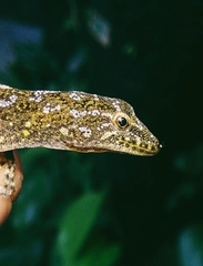 Ajija's Day Gecko photo 3