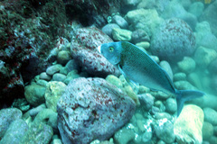 Nemadactylus douglasii