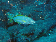 Pseudocaranx dentex