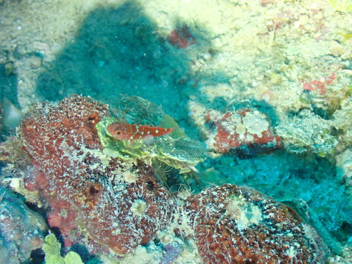 Caesiura Pygmygoby