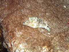 Canthigaster capistrata