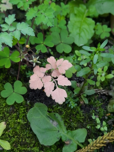 Corydalis balansae iNat (1)