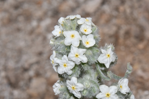 Image of Oreocarya virginensis by (c) Darrin Gobble, some rights reserved (CC BY)