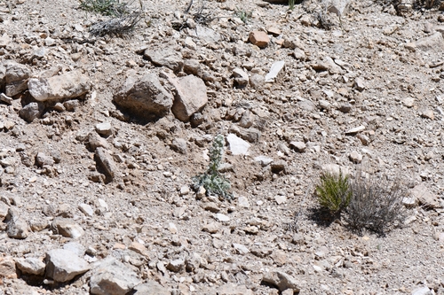 Image of Oreocarya virginensis by (c) Darrin Gobble, some rights reserved (CC BY)