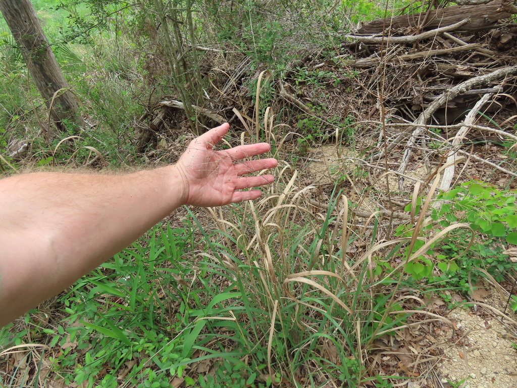 switchgrass from Canyon Lake, TX, USA on April 01, 2023 at 0207 PM by