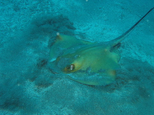 Common Stingray