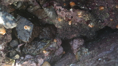 Anthothoe albocincta