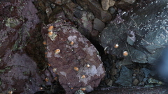Anthothoe albocincta