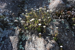 Veronica lavaudiana