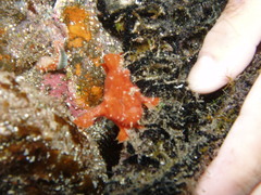 Abantennarius nummifer