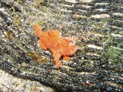 Abantennarius nummifer