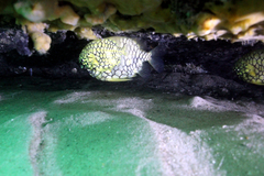 Cleidopus gloriamaris