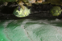 Cleidopus gloriamaris