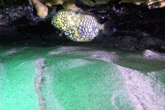 Cleidopus gloriamaris