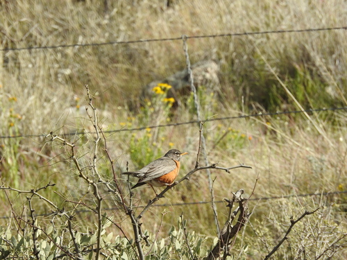 American Robin photographed in Arizona
