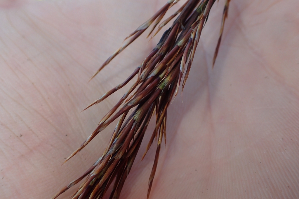 Sporadanthus ferrugineus; photograph (c) Oscar Dove, some rights reserved (CC BY)