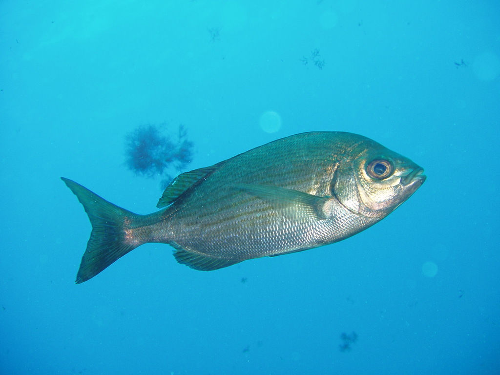 Black Seabream