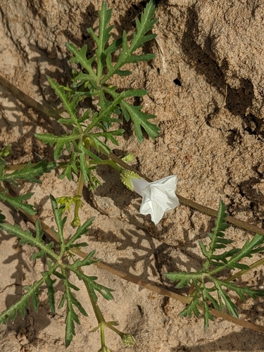 Image of Ipomoea coptica by (c) Denis Bastianelli, some rights reserved (CC BY)