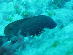 Sciaena umbra