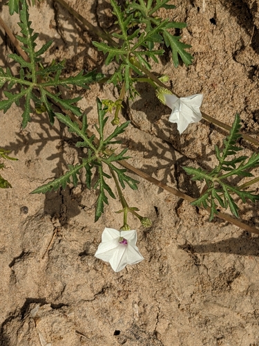 Image of Ipomoea coptica by (c) Denis Bastianelli, some rights reserved (CC BY)