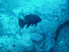 Sciaena umbra
