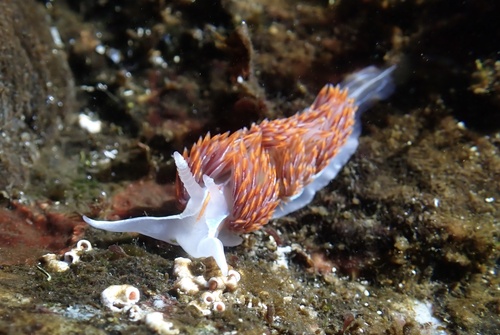 Horned Nudibranch, North Pacific Ocean, Kitimat-Stikine, BC, CA, photo 5 of 10